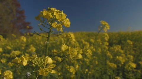 Rape+blue skies Stock Footage 881712