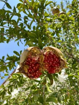 Raped pomegranates on a tree in Greece Stock Photos