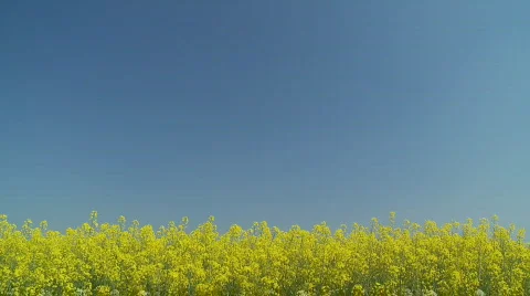Rapefield with place for your text Stock Footage 115833