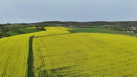 Rapefields in the Odenwald Stock Footage 285782565