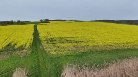 Rapefields in the Odenwald Stock Footage 285782649