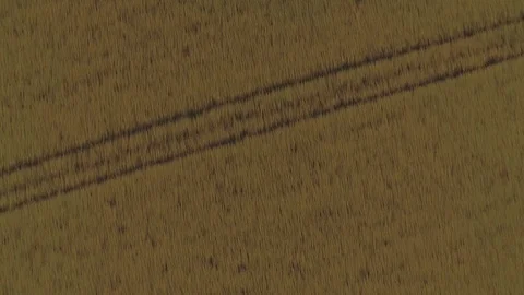 Rapeseed aerial at sunset 12 Stock Footage 89326697