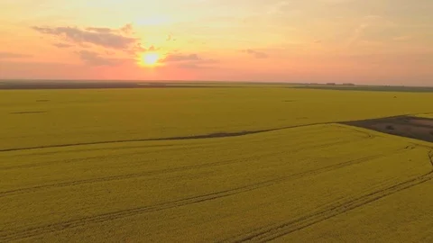 Rapeseed aerial at sunset 2 Stock Footage 89283782