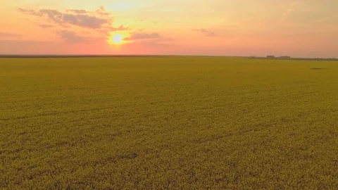Rapeseed aerial at sunset 3 Stock Footage 89284410