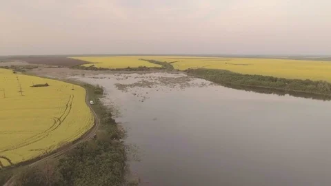 Rapeseed aerial at sunset 4 Stock Footage 89284644