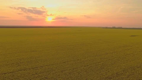 Rapeseed aerial at sunset 5 Stock Footage 89285010