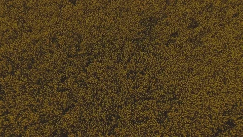 Rapeseed aerial at sunset 6 Stock Footage 89285019