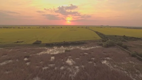Rapeseed aerial at sunset 7 Stock Footage 89285066