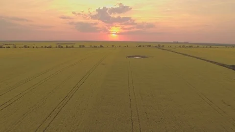 Rapeseed aerial at sunset 8 Stock Footage 89286046
