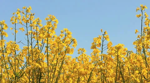 Rapeseed against blue sky Video stock 23630967