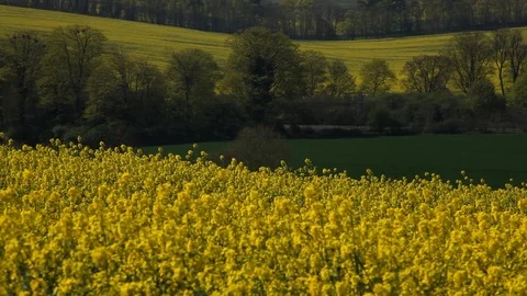 Rapeseed against green fields in BG Stock Footage 88435167