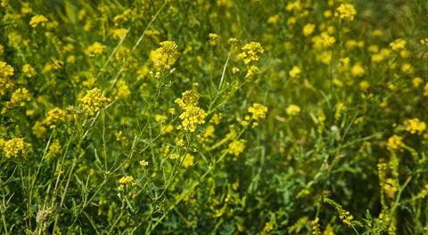 Rapeseed,  also known as rape, or oilseed rape, is a bright-yellow flowering mem Stock Photos
