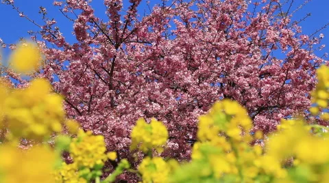 Rapeseed and cherry blossoms Stock Footage 58954422
