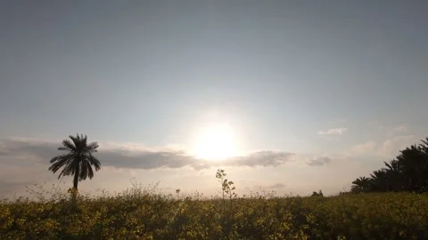 Rapeseed and palm field Stock Footage 259352379