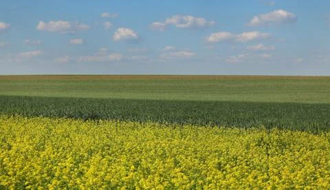 Rapeseed and wheat fields in spring Фото