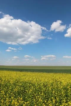 Rapeseed and wheat fields in spring Stock Photos