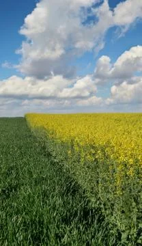 Rapeseed and wheat fields in spring Stockfoto's