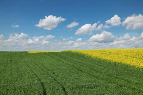 Rapeseed and wheat fields in spring Stock Photos