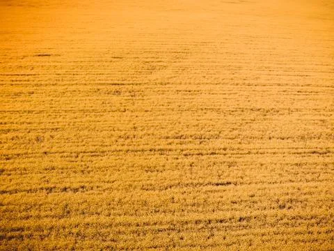 Rapeseed background Foto stock