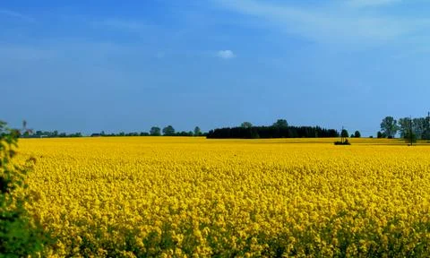 Rapeseed in beautiful bloom in suburban fields Stock Photos