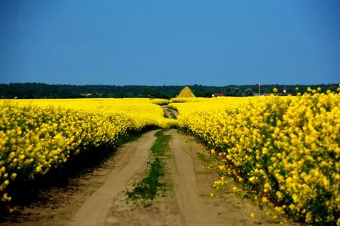 Rapeseed in beautiful bloom in suburban fields Stock Photos