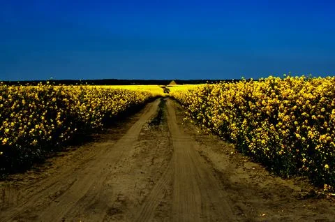 Rapeseed in beautiful bloom in suburban fields Stock Photos