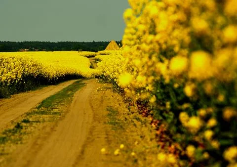 Rapeseed in beautiful bloom in suburban fields Stock Photos