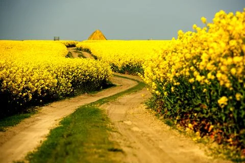 Rapeseed in beautiful bloom in suburban fields Stock Photos