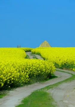 Rapeseed in beautiful bloom in suburban fields Stock Photos