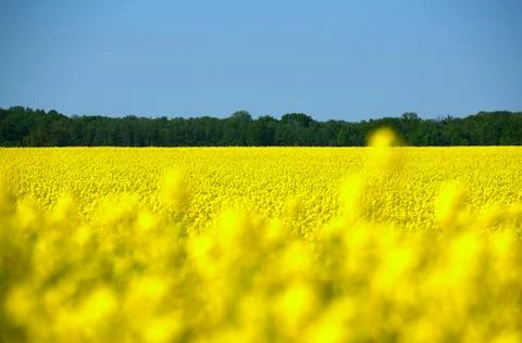 Rapeseed in beautiful bloom in suburban fields Stock Photos