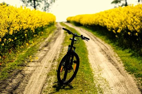 Rapeseed in beautiful bloom in suburban fields Stock Photos