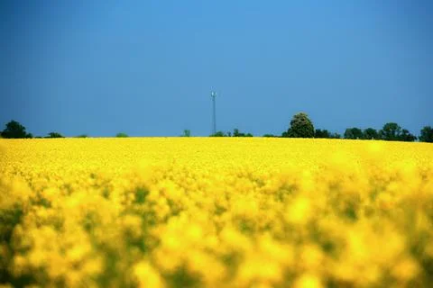 Rapeseed in beautiful bloom in suburban fields Stock Photos