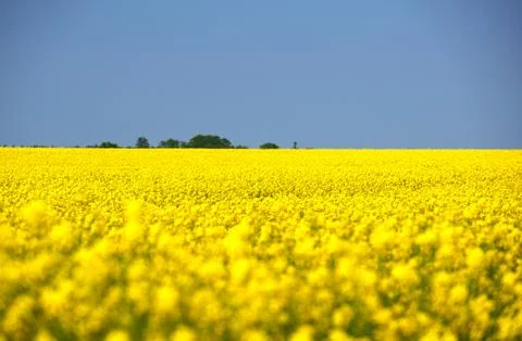 Rapeseed in beautiful bloom in suburban fields Stock Photos