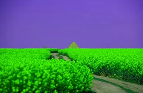 Rapeseed in beautiful bloom in suburban fields Stock Photos