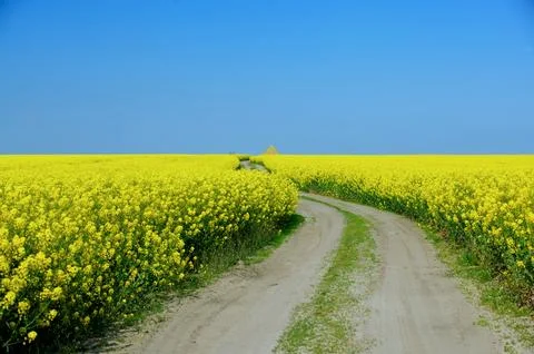 Rapeseed in beautiful bloom in suburban fields Stock Photos