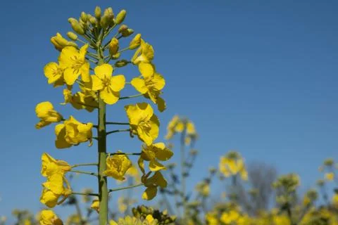 Rapeseed bloomed, single flower close-up Stock Photos