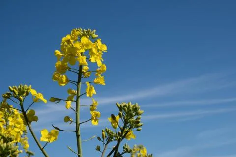 Rapeseed bloomed, single flower close-up on a blue sky Stock Photos