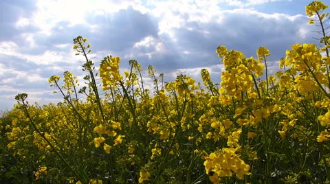 Rapeseed blooming Stock Footage 49812476