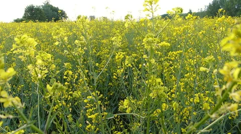 Rapeseed blooming Stock Footage 50127298