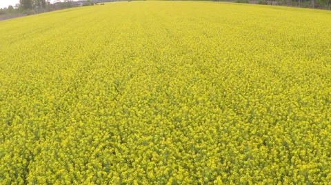 Rapeseed blooming Stock Footage 50129420