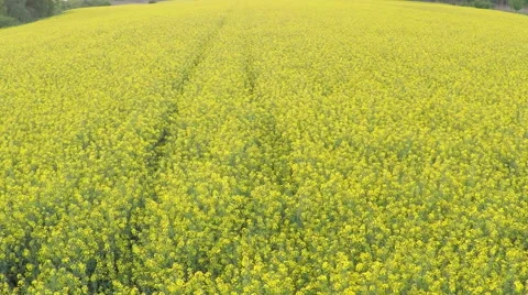 Rapeseed blooming Stock Footage 50129696