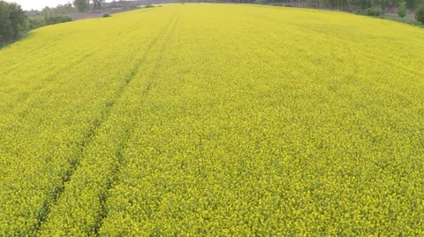 Rapeseed blooming Stock Footage 50135714