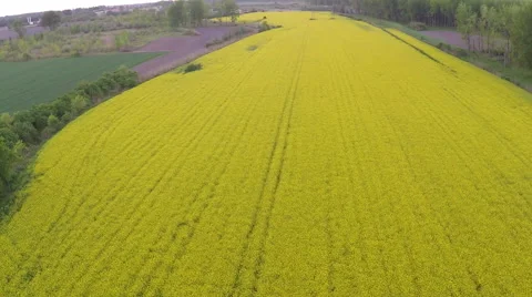 Rapeseed blooming Stock Footage 50136099