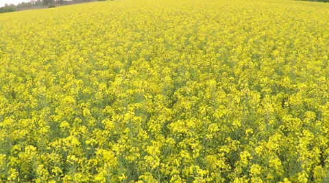 Rapeseed blooming Stock Footage 50136231