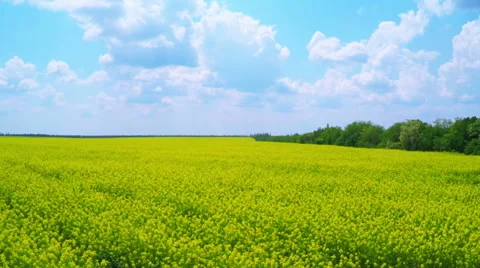 Rapeseed Blooming. Stock Footage 64534398