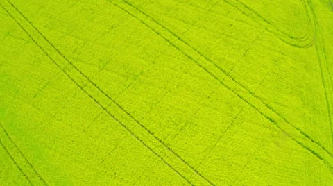 Rapeseed Blooming. Video stock 64536501