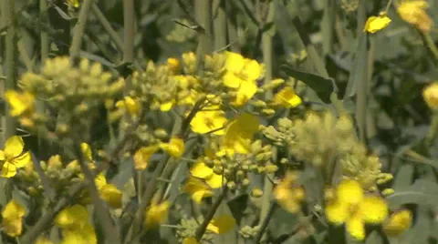 Rapeseed blooms Stock Footage 39661793