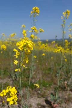 Rapeseed Blooms Stock Photos