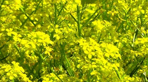 Rapeseed blossom Stock Footage 11105690