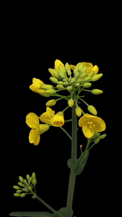 Rapeseed blossom timelapse on black 库存影片 333784643